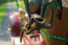 1910 Rambler Model 53 Touring- No Reserve - 20
